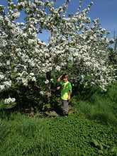 Charger l'image dans la galerie, Pommes