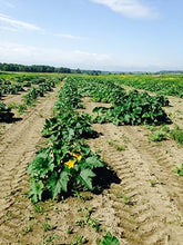 Charger l&#39;image dans la galerie, Citrouilles et courges
