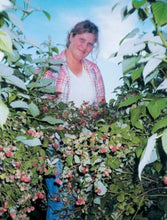 Charger l&#39;image dans la galerie, Framboises
